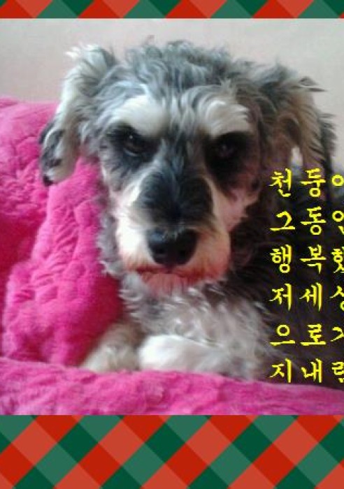 천둥이