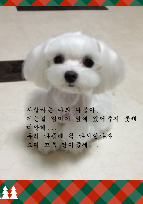 따봉이