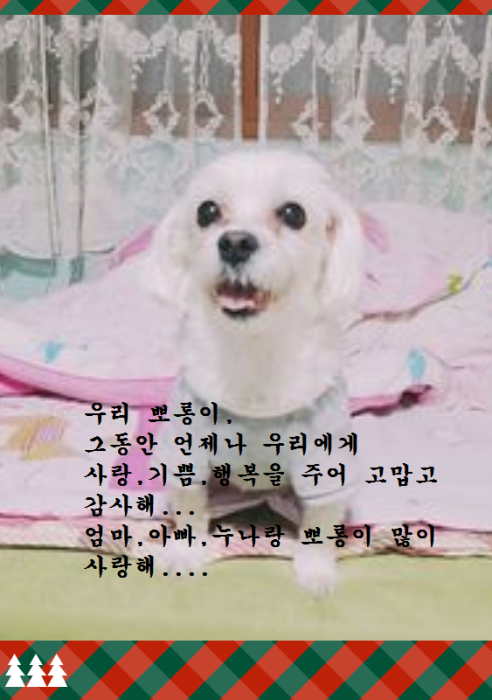 뽀롱이