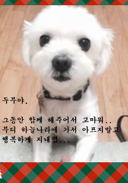 두부