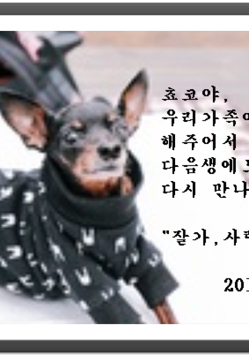 쵸코