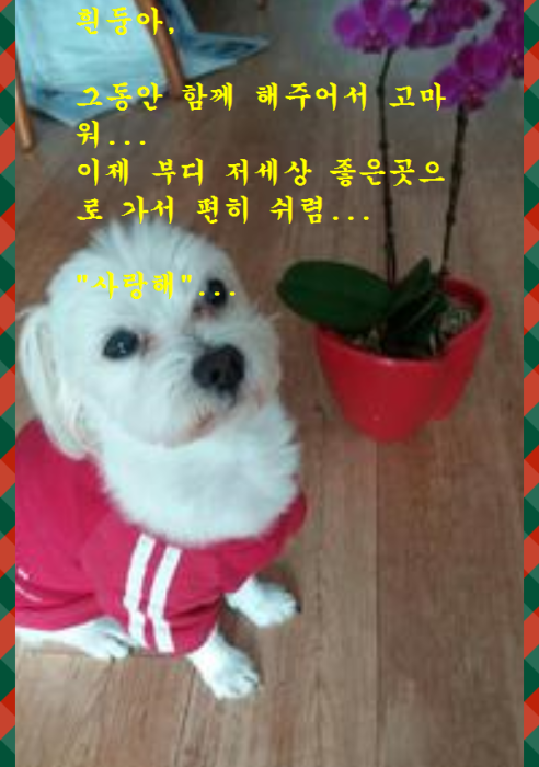 흰둥이