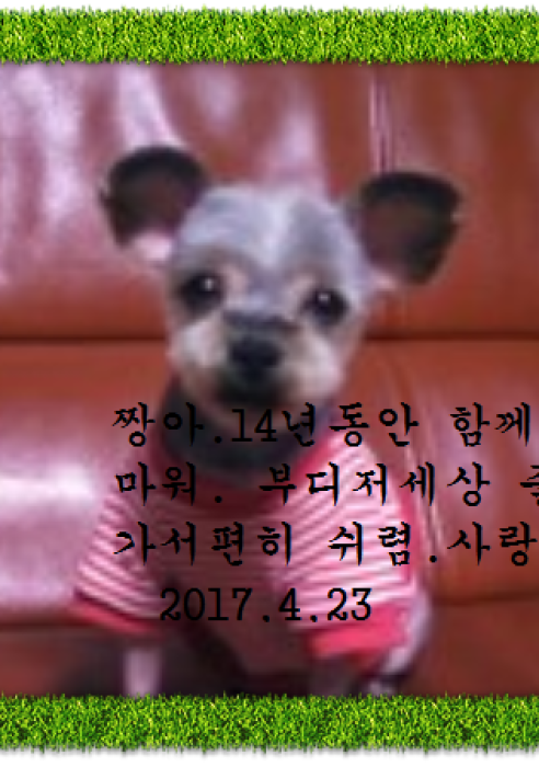 짱아