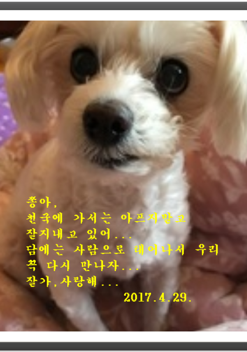 쫑이