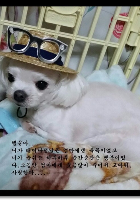 행운이