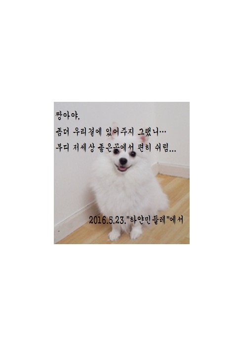 짱아