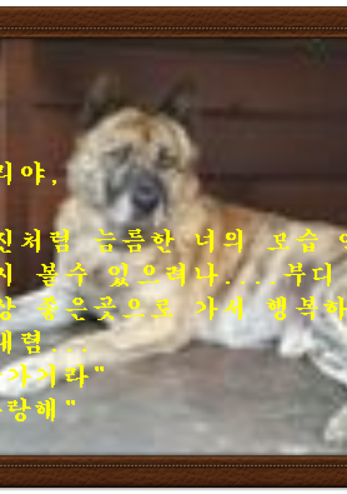 보리