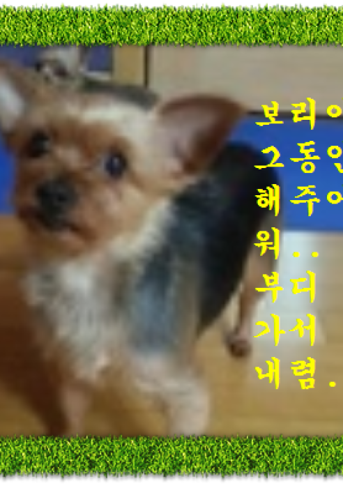 보리