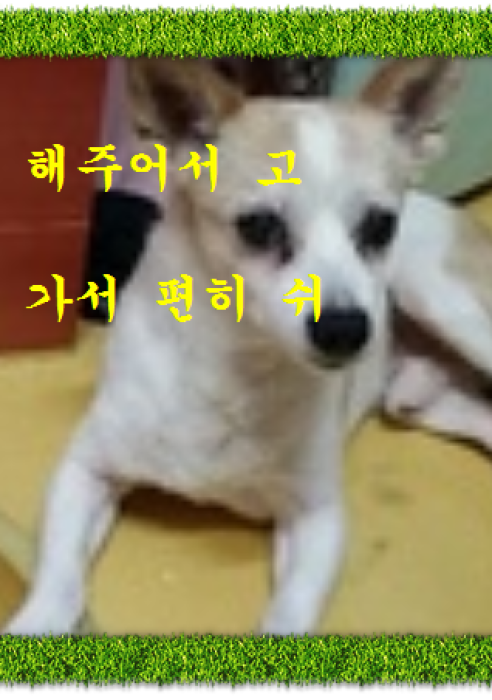 재롱이