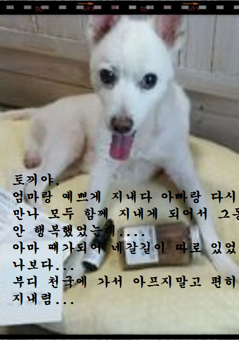 토끼