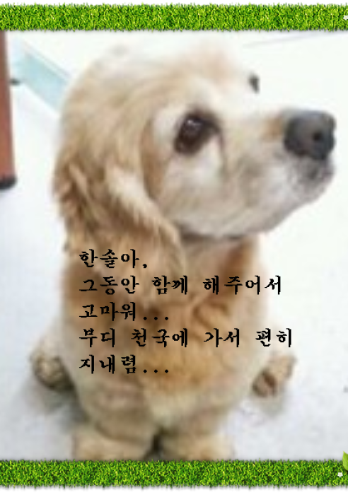 한솔이