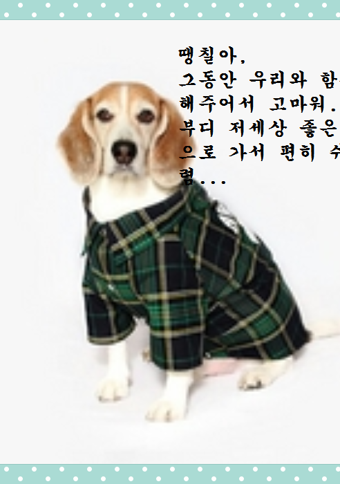 땡칠이