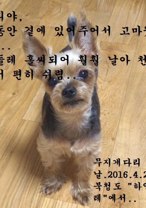 해피야