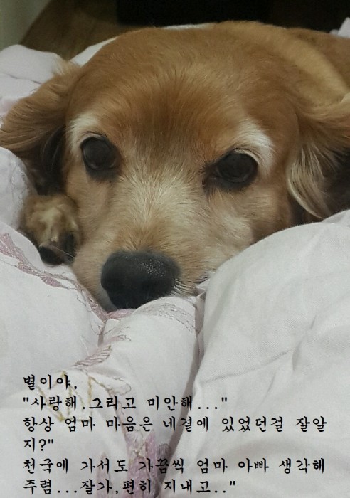 포항별이